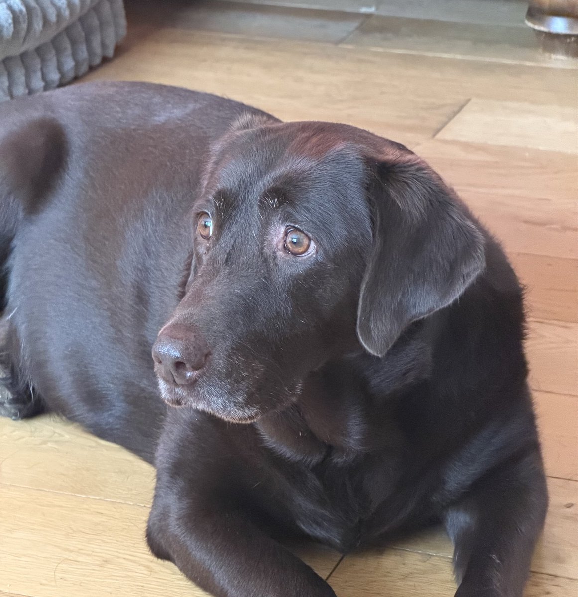 nellandsara's tweet photo. Chocolate Labrador Harriet is worried. But what is she worried about?
https://t.co/pGL0bC54g7
#dog #labrador #chocolatelab #worried #why https://t.co/FVOvglw2o8