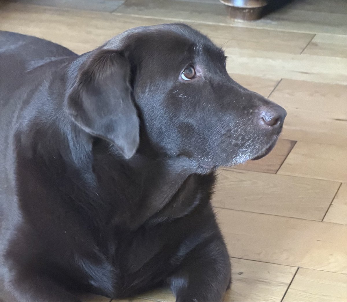 nellandsara's tweet photo. Chocolate Labrador Harriet is worried. But what is she worried about?
https://t.co/pGL0bC54g7
#dog #labrador #chocolatelab #worried #why https://t.co/FVOvglw2o8