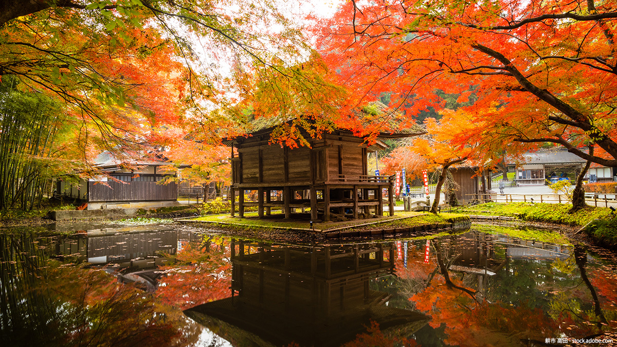 tlife_hd's tweet photo. ／
全国紅葉ツアー🍁
＼

秋になり、紅葉が見頃を迎える季節🍁
京都���古都を彩る紅葉から、東北の雄大な秋景色まで✨
全国各地の絶景を楽しむ旅へ出かけませんか？

▼ツアー特集はこちら▼
https://t.co/wojBawoqWc

#紅葉 #国内旅行 https://t.co/3fHS8NWaaj