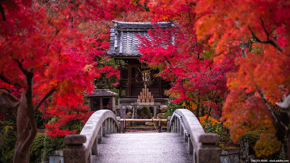 tlife_hd's tweet photo. ／
全国紅葉ツアー🍁
＼

秋になり、紅葉が見頃を迎える季節🍁
京都���古都を彩る紅葉から、東北の雄大な秋景色まで✨
全国各地の絶景を楽しむ旅へ出かけませんか？

▼ツアー特集はこちら▼
https://t.co/wojBawoqWc

#紅葉 #国内旅行 https://t.co/3fHS8NWaaj