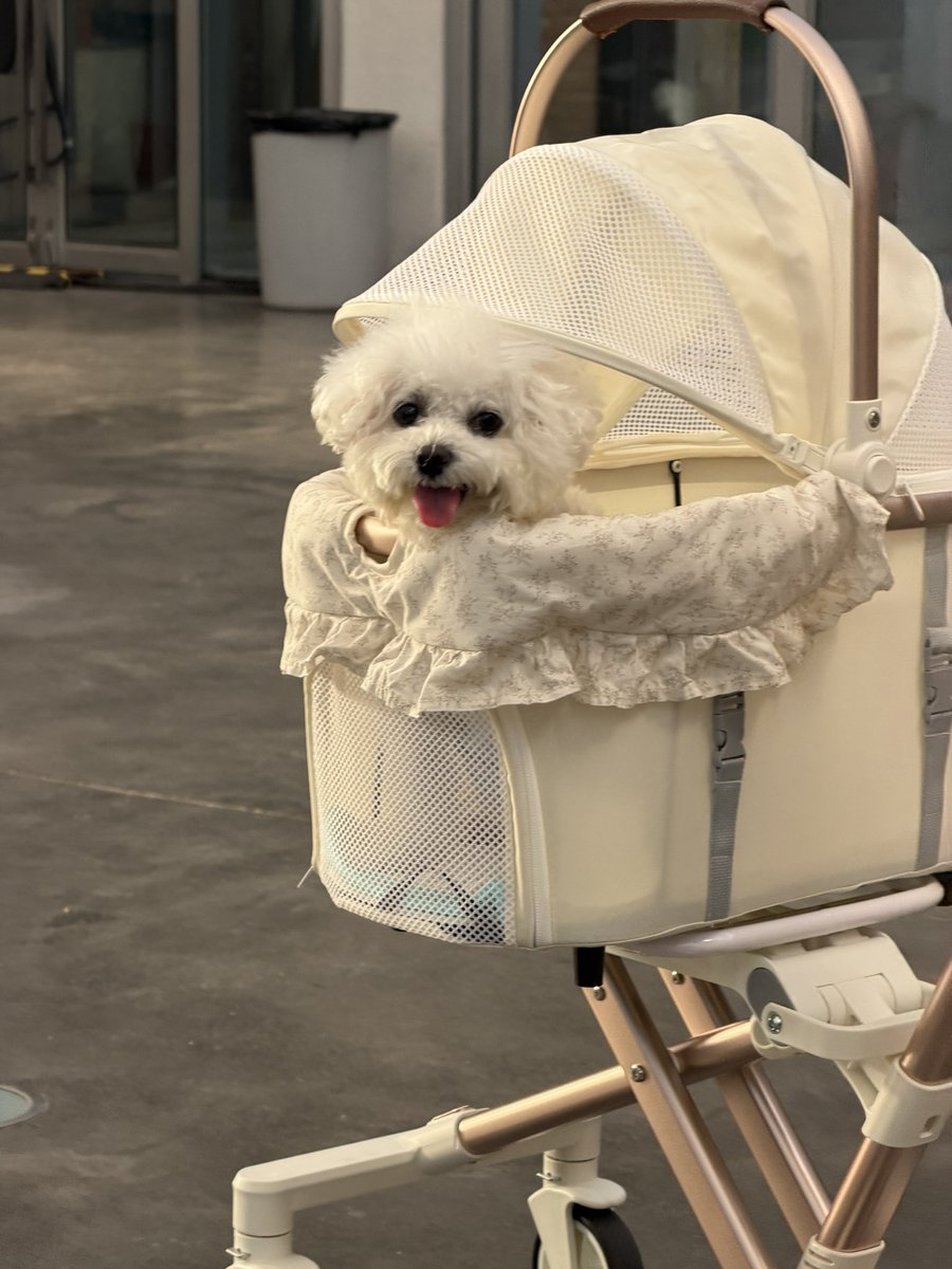 1primitiveluv's tweet photo. 走路上最喜欢看婴儿车了，里面的宝宝都特别可爱 https://t.co/XD88teeHa6