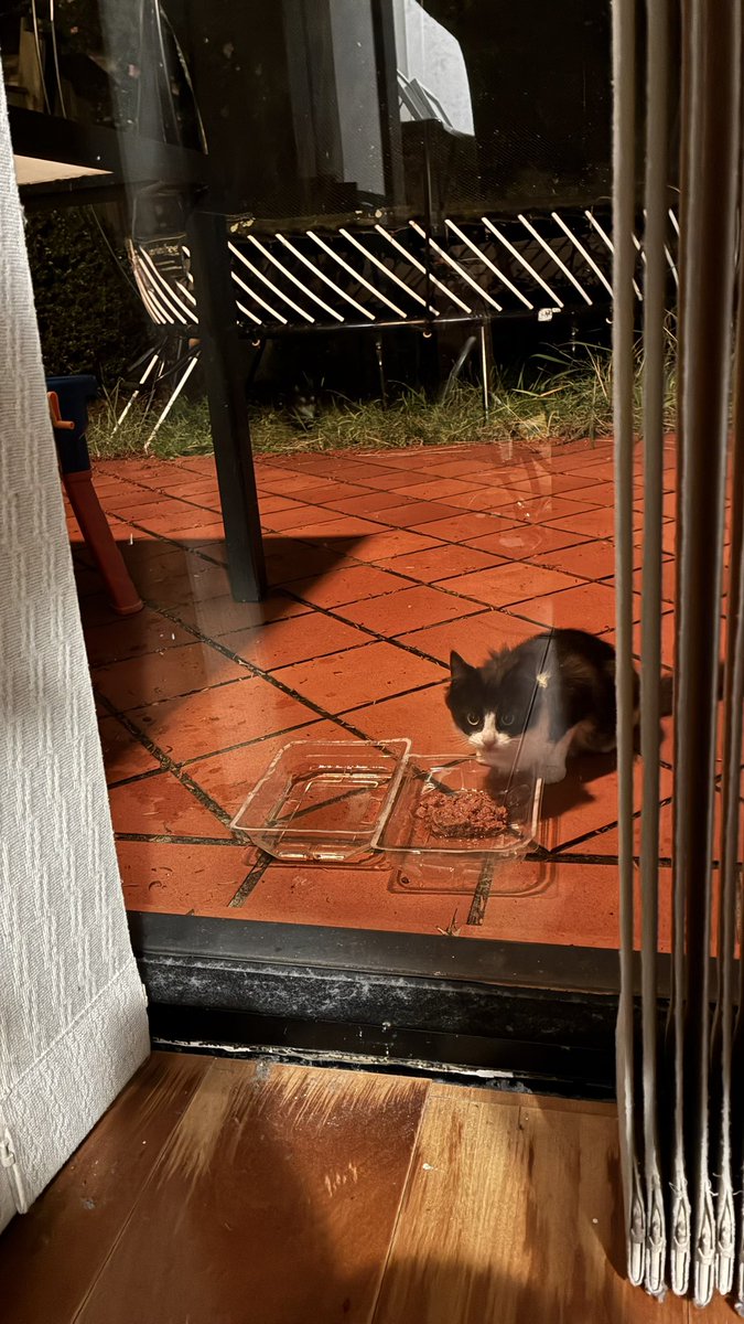 ApexWithAlex's tweet photo. The cats who wouldn't let me touch them

Three black &amp; white strays. One patio. A whole lot of fear.

I'm documenting my entire rescue journey - from terrified outdoor cats to bathroom recoveries &amp; everything between.

This is going to be a wild ride. 🐱

#RescueCats #TNR https://t.co/sU7ojcrP6k