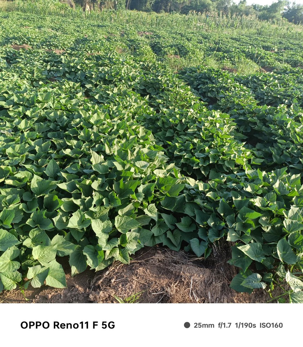 IPCORGANISATION tweet picture
