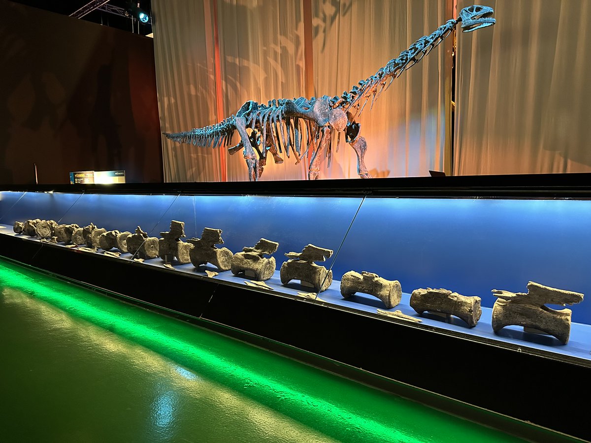 Funda_Dinopolis's tweet photo. 🚨🆕 Un descubrimiento paleontológico excepcional en Teruel (España): el icónico dinosaurio Diplodocus también habitó Europa 🆕🚨

👉Más información en: https://t.co/ocGFQZd4lX

👉Artículo científico: https://t.co/YvMJmv3kTF https://t.co/0VHGJupazT