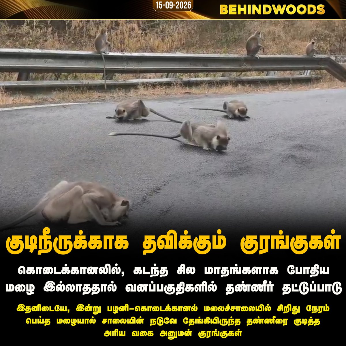 behindwoods's tweet photo. கொடைக்கானலில் இதமான மழை: தாகம் தீர்க்க மலைச்சாலையில் தேங்கிய நீரைக் குடிக்கும் அரிய வகை அனுமன் குரங்குகள்!

#Kodaikkanal | #Monkey | #Forestrain | #Behindwoodsnews https://t.co/35Z2pyjMoY