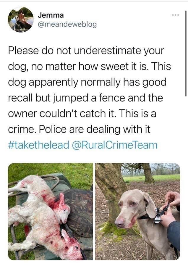 FarmingUK's tweet photo. ⚠️ Do not underestimate your dog’s instincts! https://t.co/OstBdwcOSl
