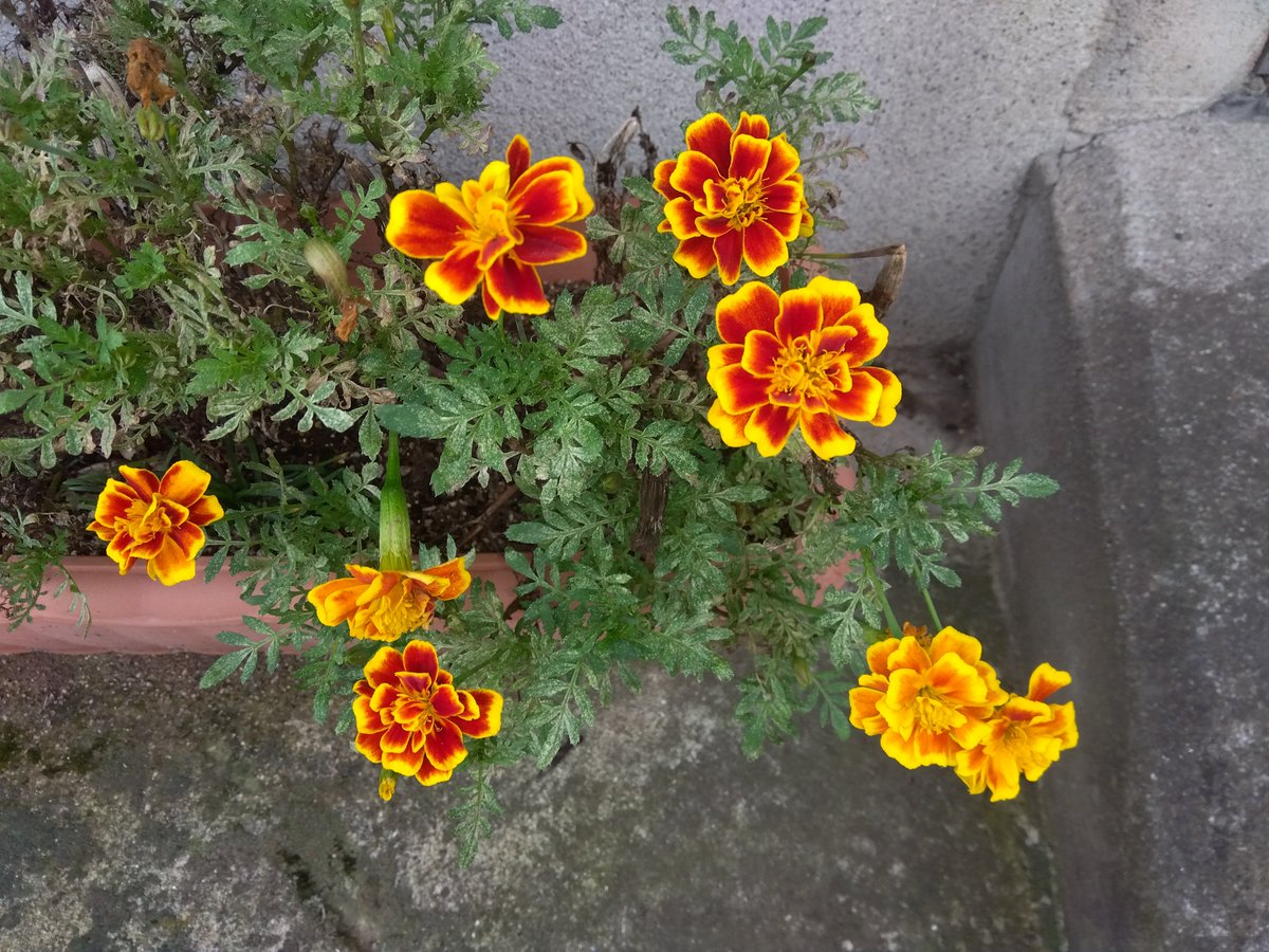 MakoVw3's tweet photo. 今日の花と空🌺☁️
#花　#空　#千葉県千葉市 https://t.co/KAKWPmCfcm