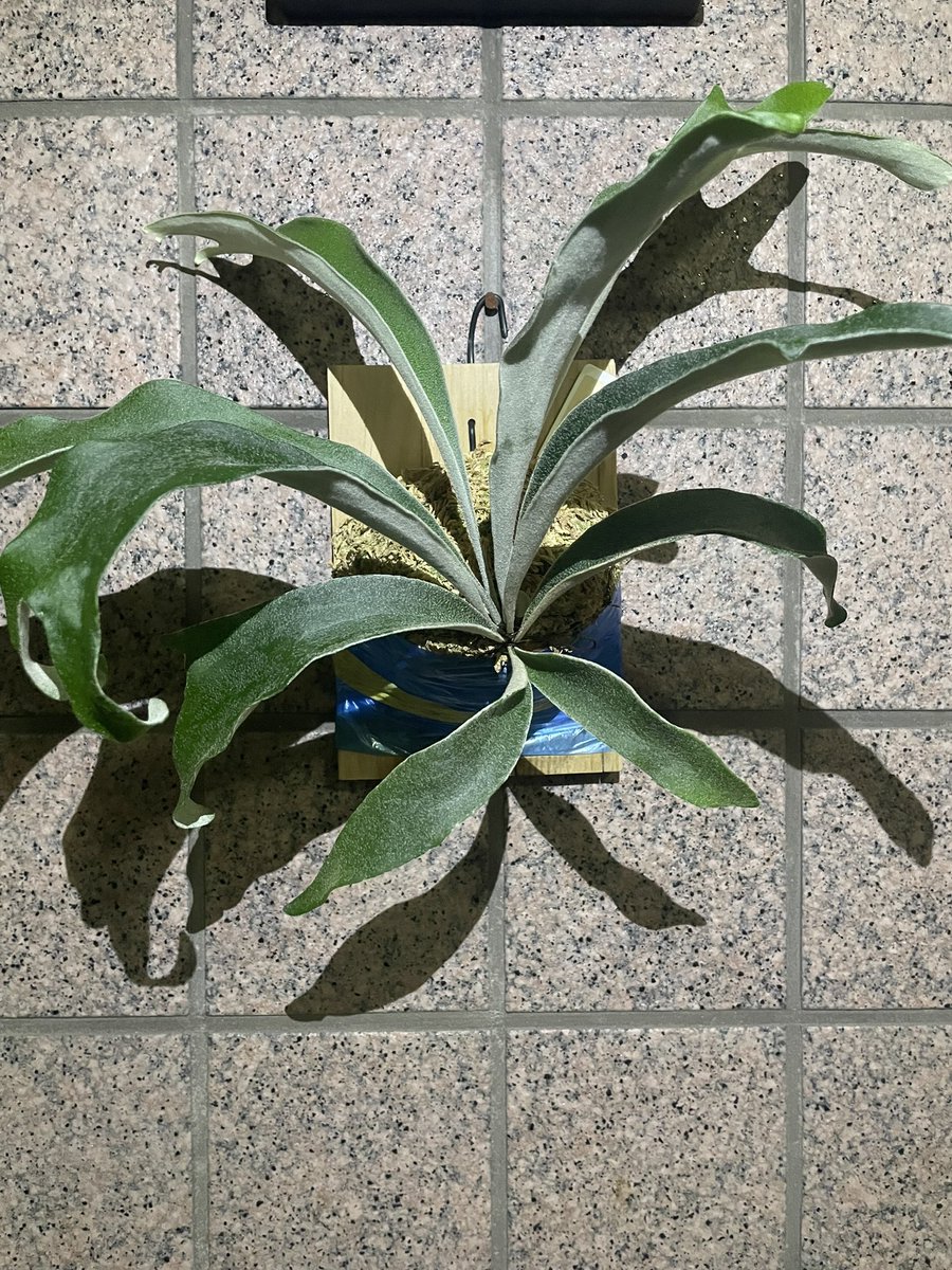 Pantodon_'s tweet photo. 一度枯れかけたけどなんとか持ち直した個体。本当に混ざってたらいいなぐらいで思ってたけど、葉先がくるんとするのはジェニーっぽい？ https://t.co/YFyS6d5KC7