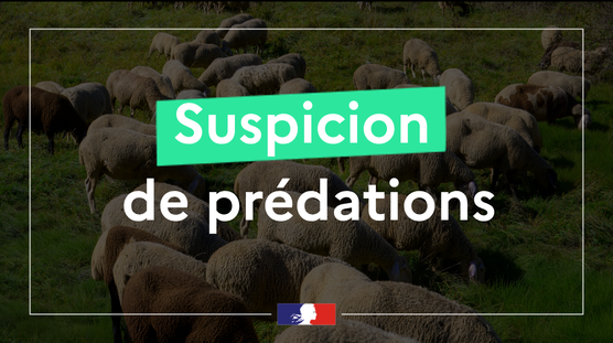 Image de Préfet de Haute-Loire : Trois attaques signalées à Thoras et Saugues. L’ Office français de la biodiversité réalise les cons