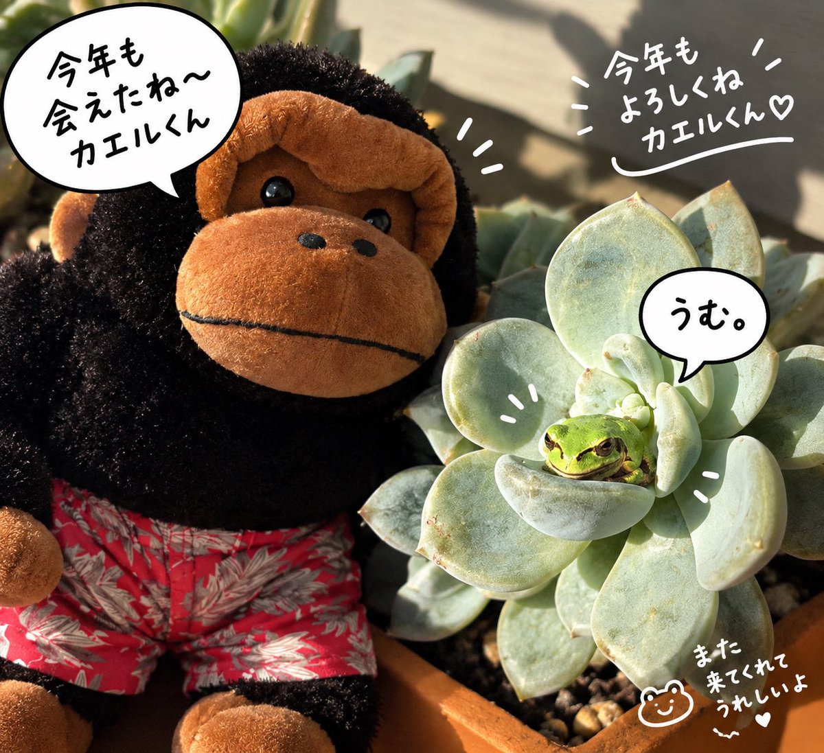 changorihouse's tweet photo. 毎年やってくるケロ子と呼んでいるカエル🐸さん
今年は多肉の中に発見してびっくり🫢
マッチョくんとの共演でどーぞ📷 https://t.co/RJBJjaUUcy