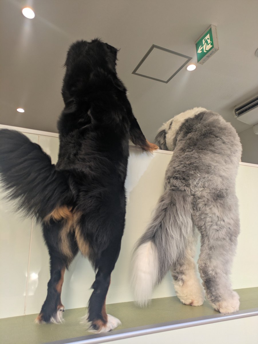 to5chan's tweet photo. 念願の！！大型犬カフェ！！
天神にあるなんて！！1時間モフって今からまた飲み再開！！ https://t.co/zm0oCN6Sxg