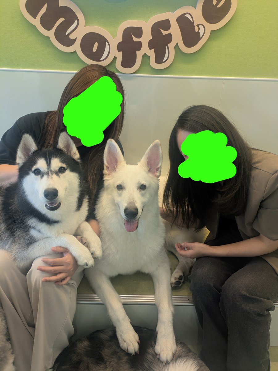 to5chan's tweet photo. 念願の！！大型犬カフェ！！
天神にあるなんて！！1時間モフって今からまた飲み再開！！ https://t.co/zm0oCN6Sxg