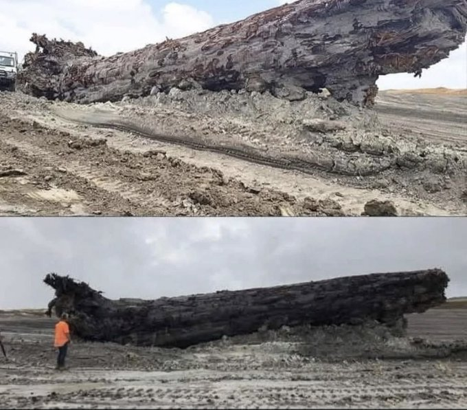 Rainmaker1973's tweet photo. This perfectly preserved ancient tree fossil offered scientists an unprecedented view into a moment 42,000 years ago when the Earth’s magnetic field went haywire.

The ancient kauri tree in New Zealand has provided a  record of the Laschamp excursion, a temporary reversal of Earth's magnetic poles. During this event, the magnetic field weakened to 28% of its strength, exposing the planet to intense cosmic radiation.