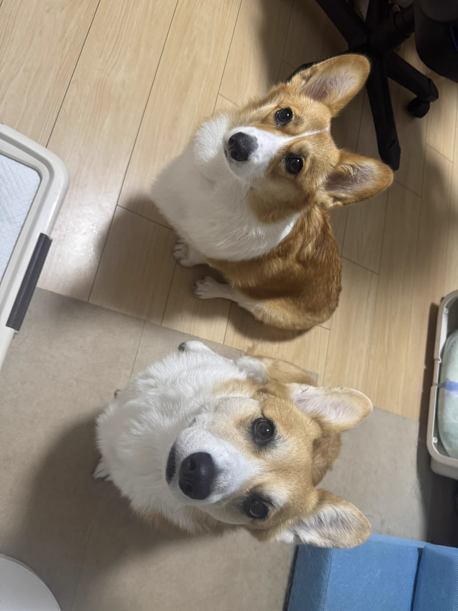 いち！にの！コーギー【新作】ただいま STセット いち！にの！コーギー