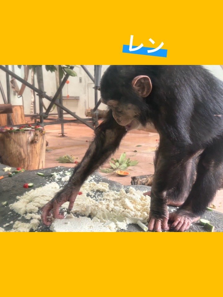 kumamotocityzoo's tweet photo. みるくにとって、健やかな1年になりますように🙏

#熊本市動植物園
#チンパンジー
#みるく https://t.co/lcDI0A5pX7