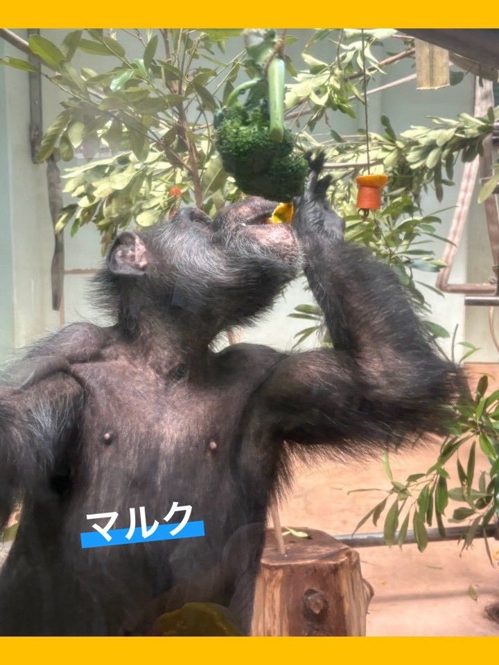 kumamotocityzoo's tweet photo. みるくにとって、健やかな1年になりますように🙏

#熊本市動植物園
#チンパンジー
#みるく https://t.co/lcDI0A5pX7