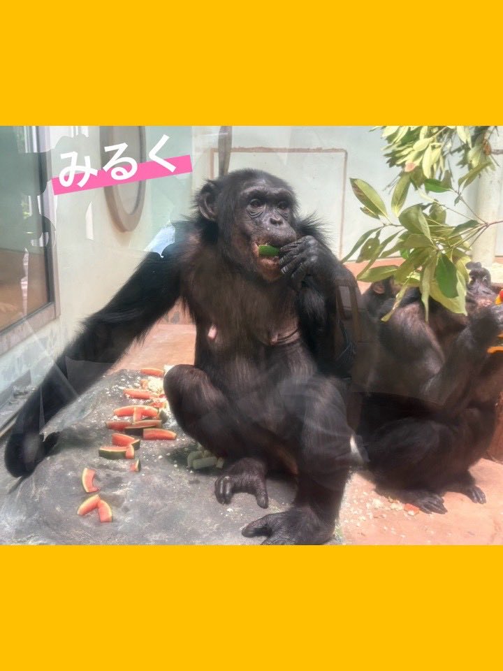kumamotocityzoo's tweet photo. チン���ンジー舎より
9月12日は、チンパンジー「みるく」の20歳の誕生日でした✨

13歳で”到津の森公園”から来園し、早7年👀小柄ながらも気が強く、4歳の息子「レン」を育てるパワフルな母親です☺️

当日は、チンパンジーたちの好物やおからで作ったケーキでお祝いしました✨
↓ https://t.co/MwC3Q7qfIM
