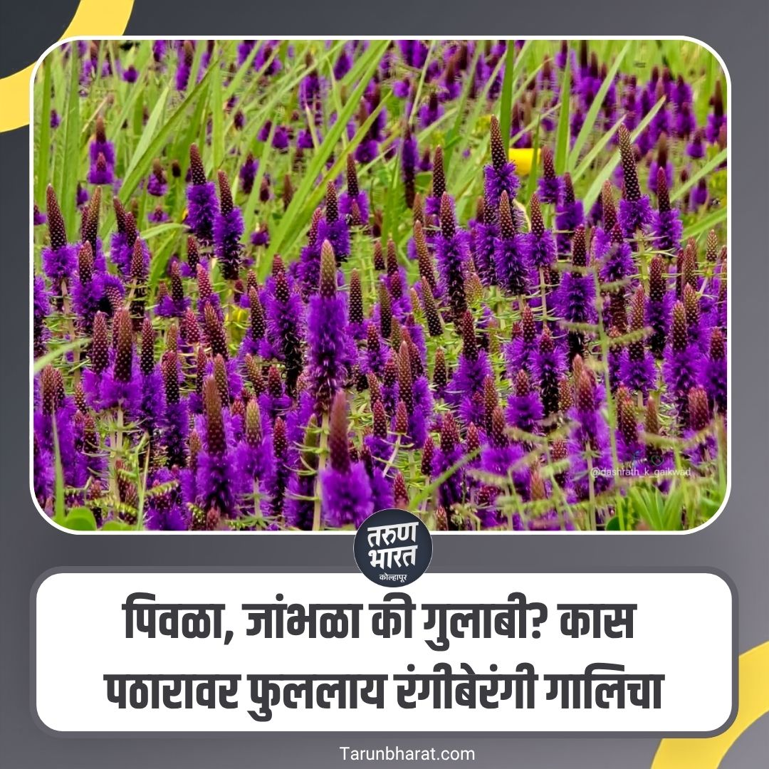 mumbaitbd's tweet photo. Kas Pathar: पिवळ्या आणि जांभळ्यापासून गुलाबी आणि पांढऱ्या रंगात मंत्रमुग्ध करणारी फुलं....

सोजन्य- DashrathGaikwad

#FlowerSeason #FlowerBloom #NatureBeauty #FloralBeauty #RareFlowers #FlowerLovers #NatureLovers #BloomingFlowers #ColorfulFlowers https://t.co/JYQORCIOKE