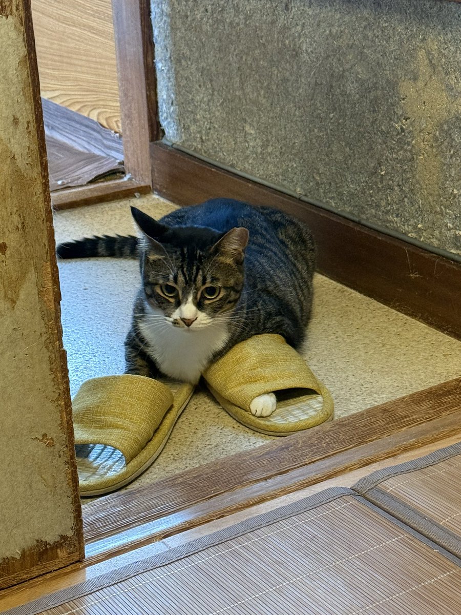 azusanta's tweet photo. ①アメリカンカールになりたい黒猫
②舌ペロボーイ
③どうしてもスリッパを履きたい猫
④家政婦は見たごっこ https://t.co/GcQ7fS2eTK