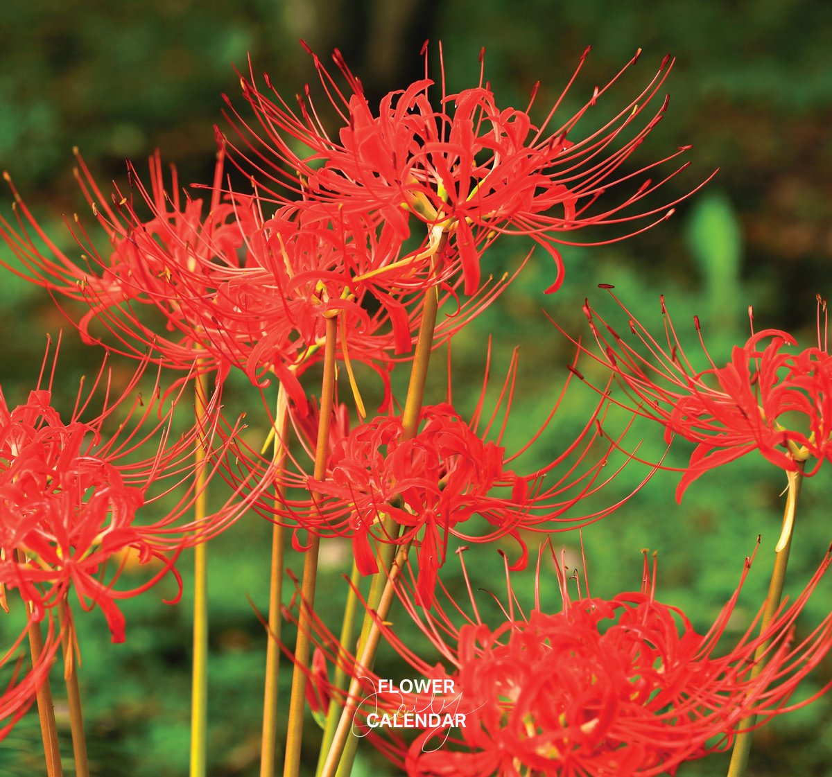 543life's tweet photo. ヒガンバナ｜花の日めくり

花言葉「想うはあなた一人」

秋の彼岸の頃に、線香花火のような真っ赤な花を咲かせます。
鱗茎に強い毒性があり、別名「幽霊花」とも呼ばれ、独特の美しさがあります。

▼暦生活｜日本の季節を楽しむ暮らし｜365日、毎日暦のお話をお届けします♪
https://t.co/hv9NlcQxdm https://t.co/zvy5xuRsFu