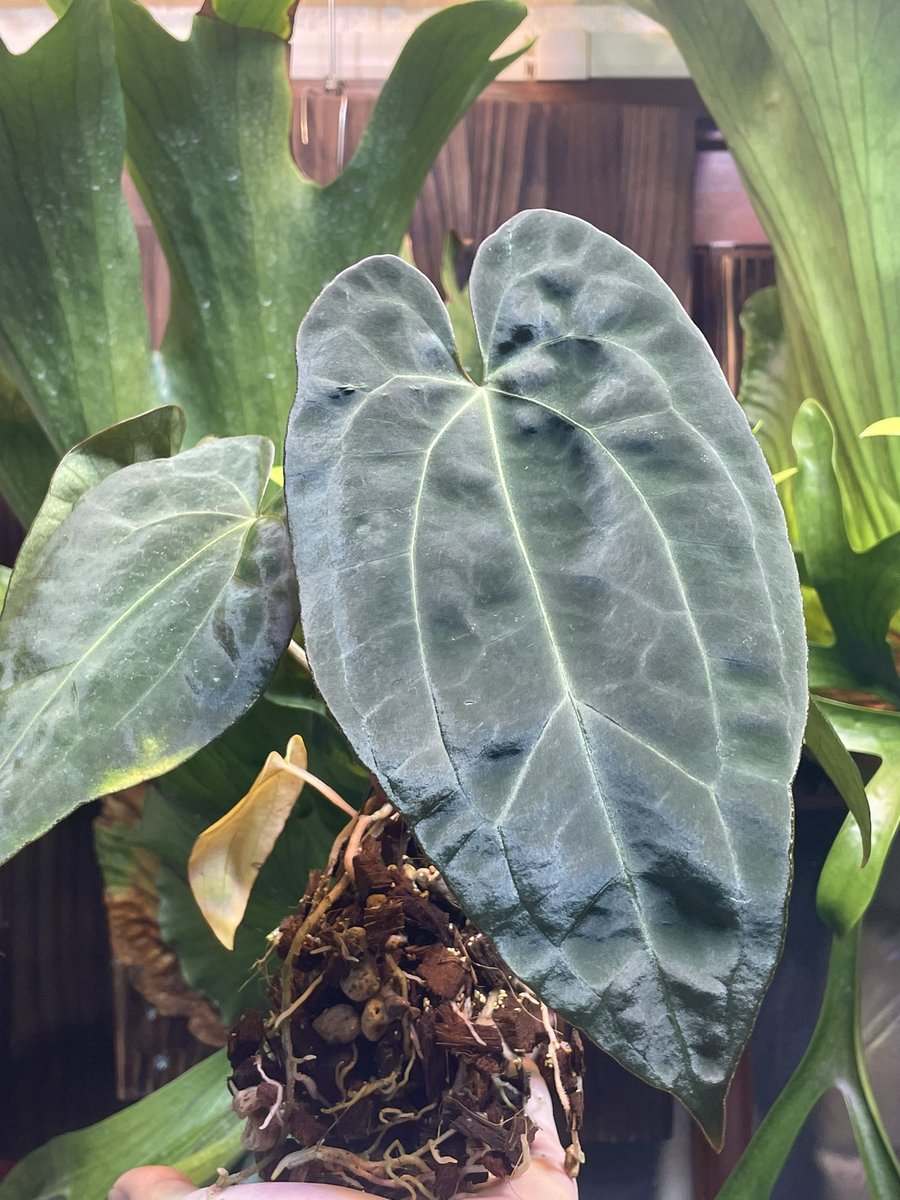 Pantodon_'s tweet photo. 順調なアンスリウム。
気根を埋めるために植え直し。
10月はイベントが多くて楽しそう。 https://t.co/k5G7TBMGdB