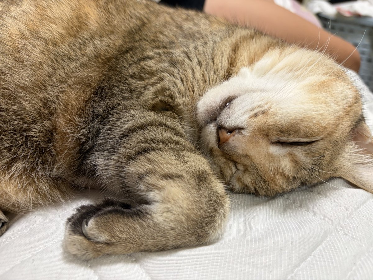 a_anpet's tweet photo. 最近は20時間以上寝ているテンばぁちゃん😪（もうすぐ19歳）
#anoet #保護猫 #老猫 https://t.co/NMdi6gHpfO