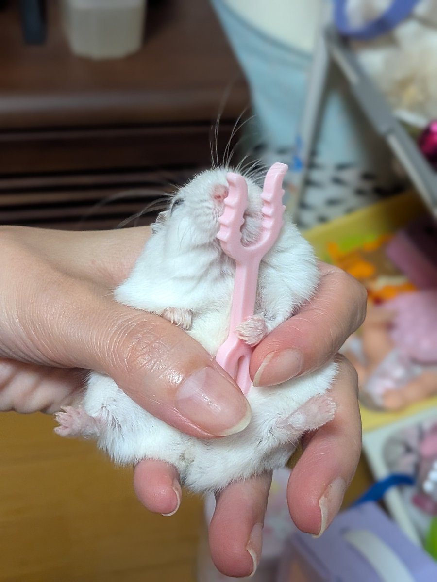 tsurumi_chuui's tweet photo. いけ！ちいかわ！討伐だ！
🐹ﾍﾟﾛﾍﾟﾛ https://t.co/0TALx9kZNi