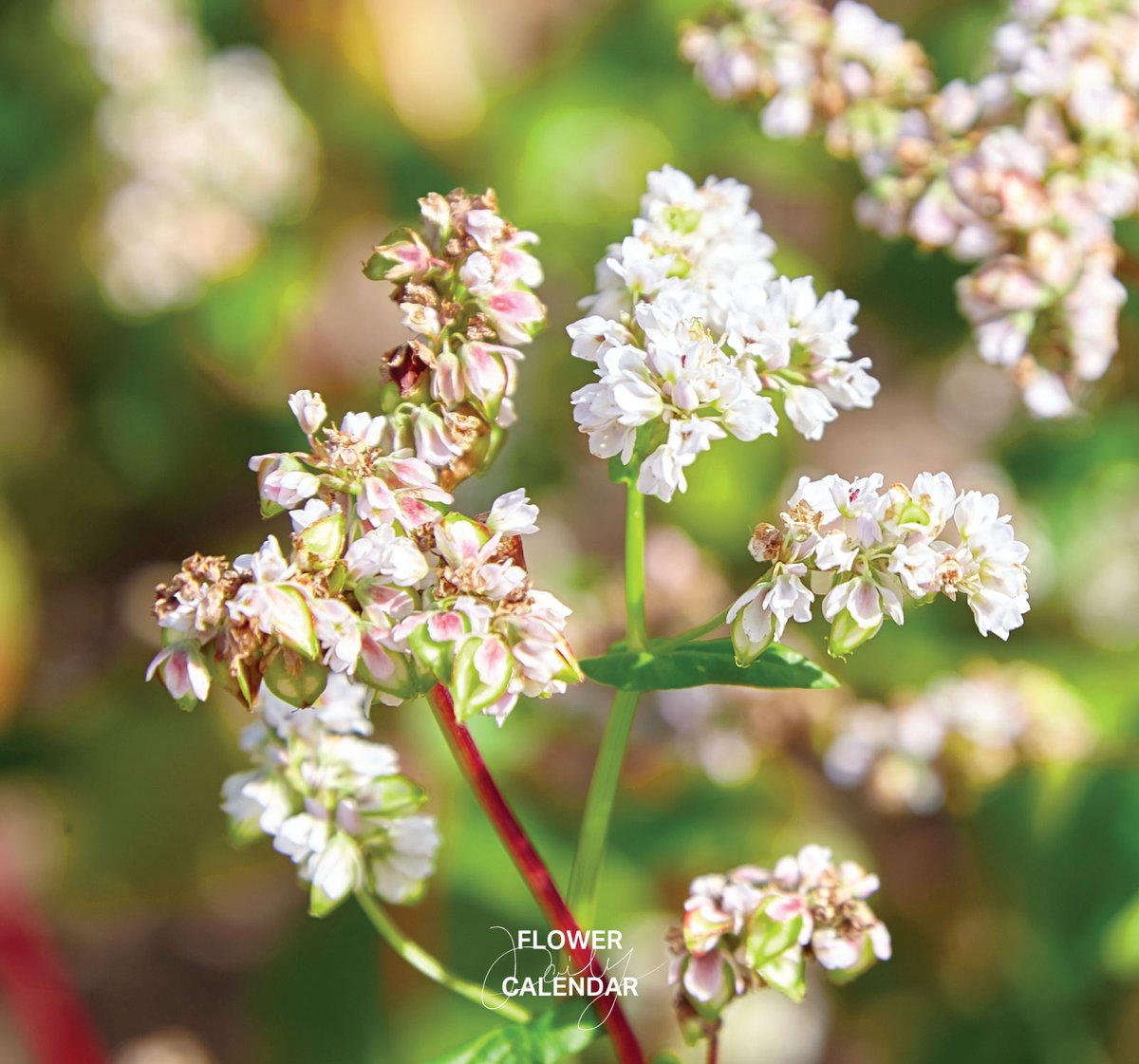 543life's tweet photo. ソバ｜花の日めくり

花言葉「あなたを救う」

縄文時代に渡来し、現在の主産地は北海道で、8〜10月に収穫します。
本州は2期作で7〜8月に収穫する夏ソバ（春ソバとも）、9〜11月に収穫する秋ソバがあります。

▼暦生活｜日本の季節を楽しむ暮らし｜365日、毎日暦のお話をお届けします♪
https://t.co/xJV2YNFkYT
