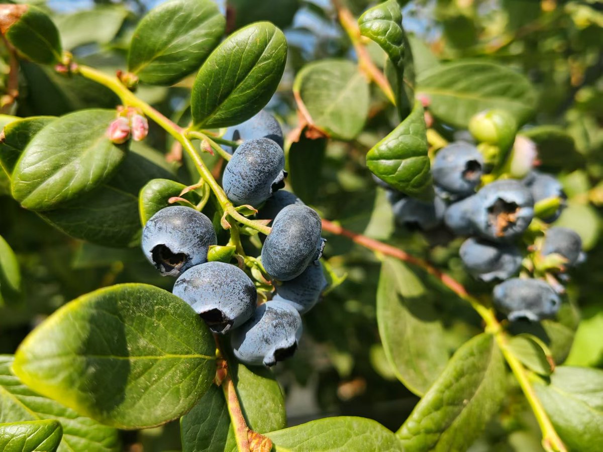 pandusch's tweet photo. Just tried organic wild blueberries from a local farm—bursting with natural sweetness, super juicy, and way richer in antioxidants than regular berries! Perfect for morning smoothies or snacking ， https://t.co/OURWMcwHnf