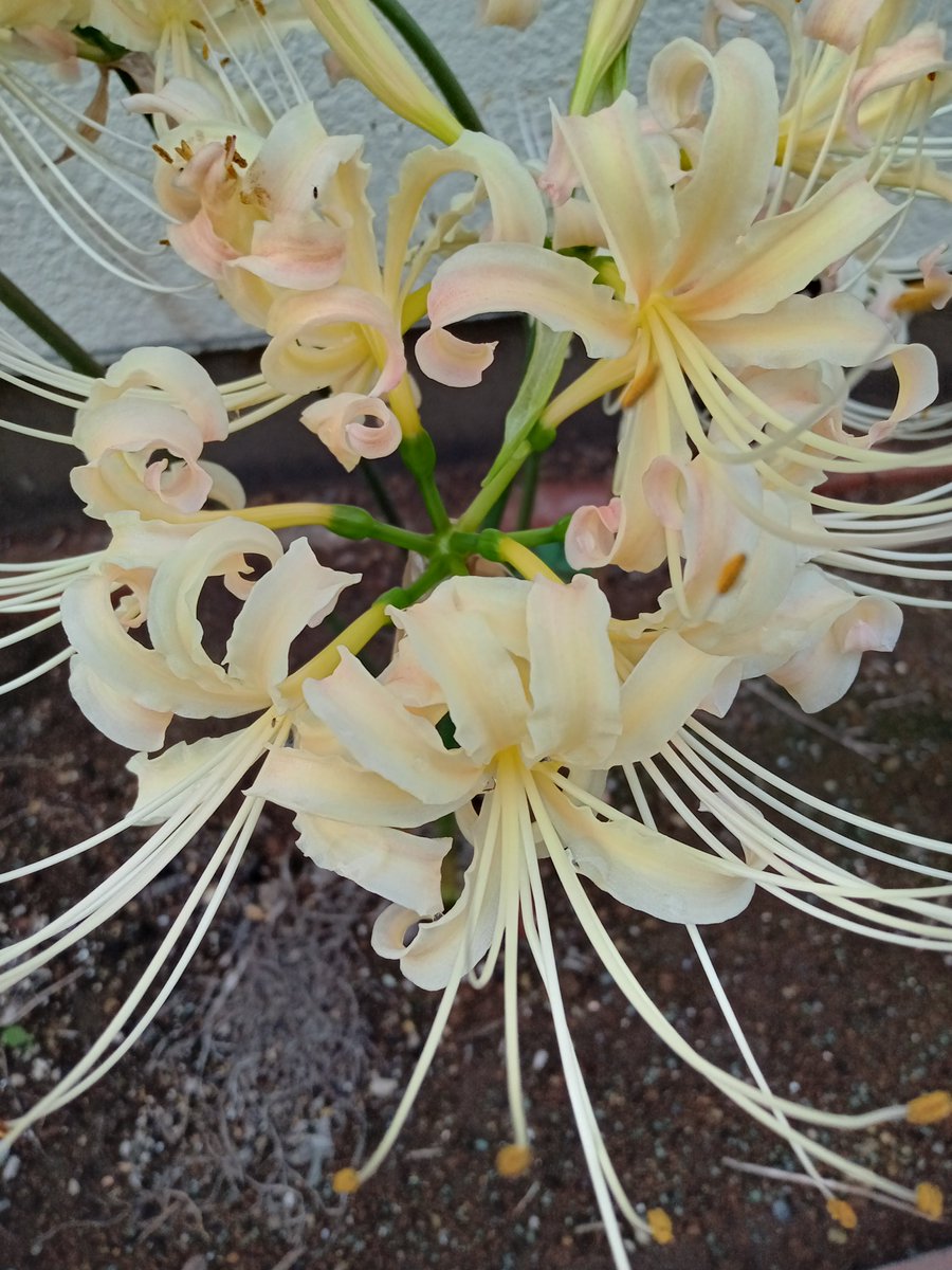 m_4972's tweet photo. 花壇の球根に
花が咲いてた😅 https://t.co/tOkgy0MJFz