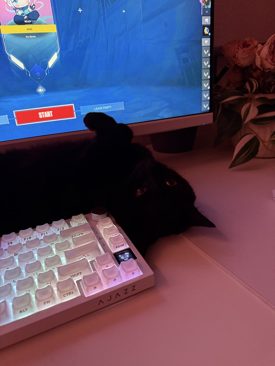 vivanilly's tweet photo. meow https://t.co/XvXmdxYG0Q