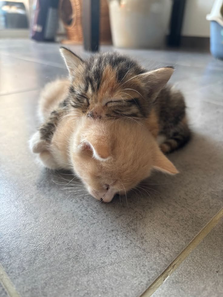 nekocatts's tweet photo. This is pure love ❤️ https://t.co/FBB59MJZiQ