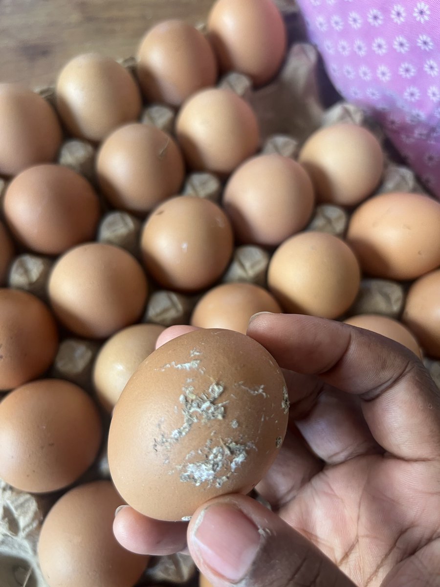 OyooQuartey's tweet photo. Why can’t poultry farmers ensure that Ghanaians have clean eggs?? Why have we normalized not speaking against 💩 on eggs ?? 
If they can supply supermarkets with clean eggs why can’t they do same for all the distribution channels? https://t.co/kG1DheFZ6D