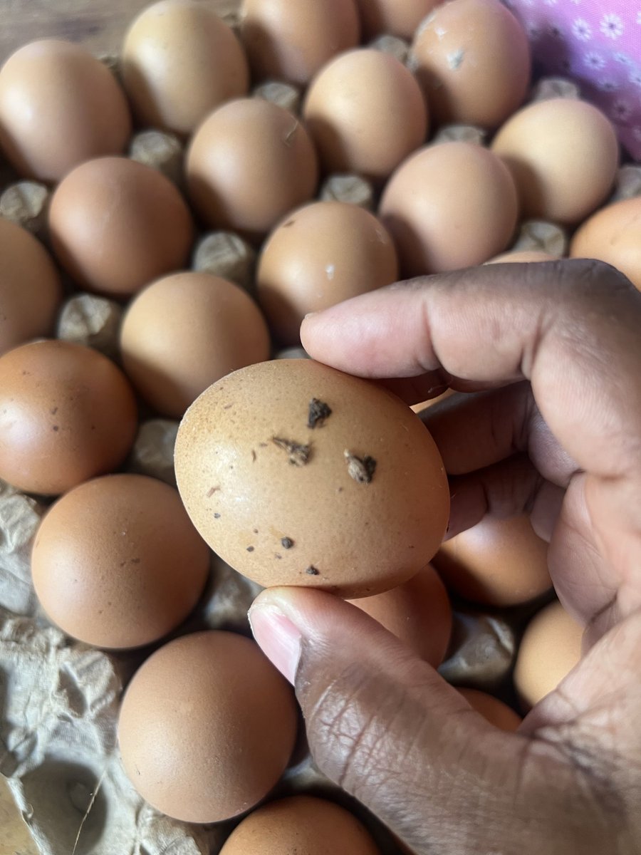 OyooQuartey's tweet photo. Why can’t poultry farmers ensure that Ghanaians have clean eggs?? Why have we normalized not speaking against 💩 on eggs ?? 
If they can supply supermarkets with clean eggs why can’t they do same for all the distribution channels? https://t.co/kG1DheFZ6D