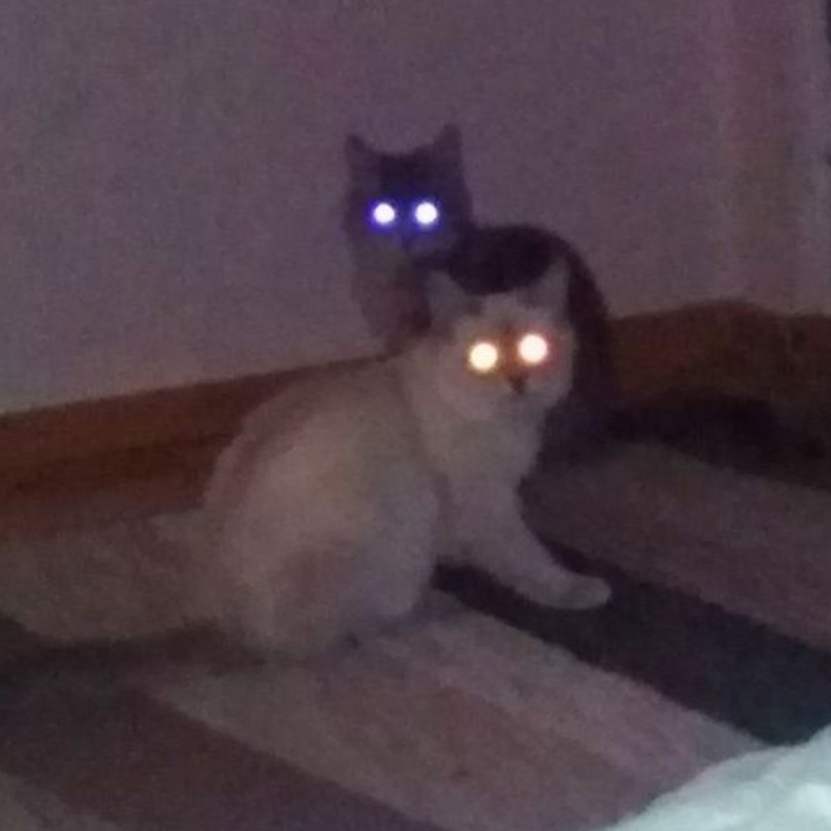 priecfield's tweet photo. cats when you turn off the light https://t.co/QQUHvP7GVX