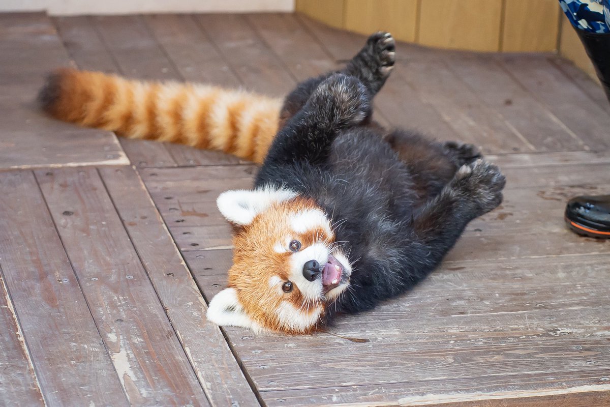 Run_RedPanda's tweet photo. 最強に可愛いネイくん🥰✨

飼育員さんにボディーチェックをしてもらってる最中のベストショット📸

📸2026.9

#八景島シーパラダイス
 #RedPanda
 #小熊猫 
#レッサーパンダ
#ネイ https://t.co/LqHHr4AmJT