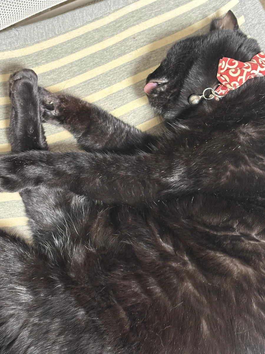 御影石の舌だし猫 香月りお on X: 