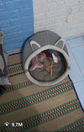 wallstreetdev67's tweet photo. JUST FOUND THE NEXT CHILLGUY AND ITS MEGA VIRAL

This kitty is going mega viral currently on Instagram, with 7M VIEWS and 700K LIKES in just 2 days, and another video with 10M VIEWS.

All of the content is just this, the kitten sleeping in this position and all of the videos are mega viral, and it's a literal MEME. 

https://t.co/MAmj9uO9DT (7M VIEWS)

https://t.co/GmWNBDfSQ4 (10M VIEWS)
