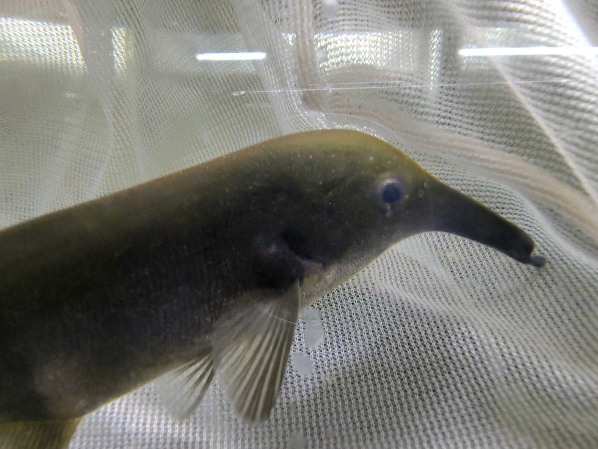 S_Pisces2026's tweet photo. Camp  ヌメニウス  コンゴ
12cm± https://t.co/dUuKXitrlS