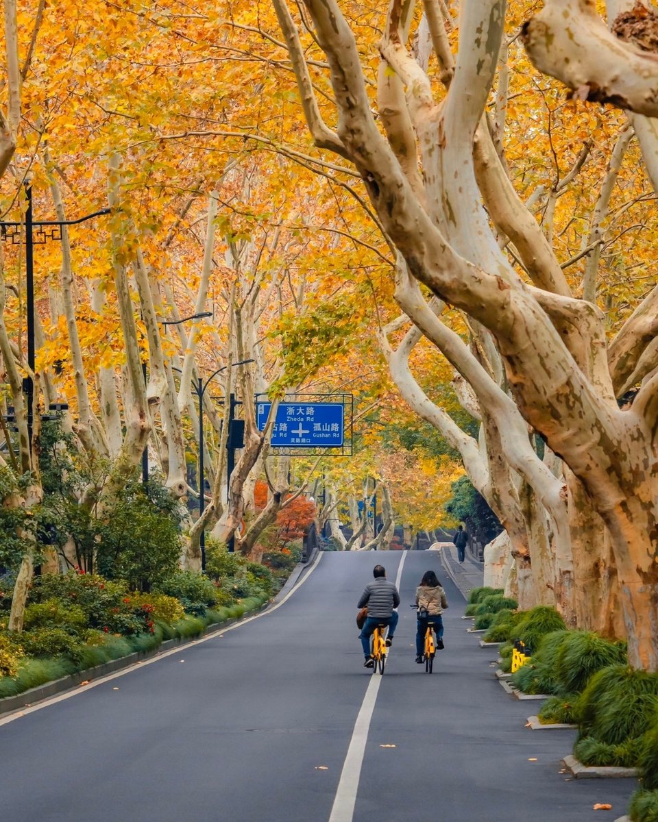 tripervn's tweet photo. 🍂Hàng Châu vào thu, Tây Hồ soi bóng trời thu, hàng cây nhuộm vàng trong nắng nhạt. Rời đi rồi, v��n còn vương một chút thương nhớ.
🔗 https://t.co/wH6ssW6KlB

#Hangzhou #WestLake #HangzhouAutumn #ChinaTravel #WestLakeBeauty #Triper https://t.co/g4xnZ8gZvX