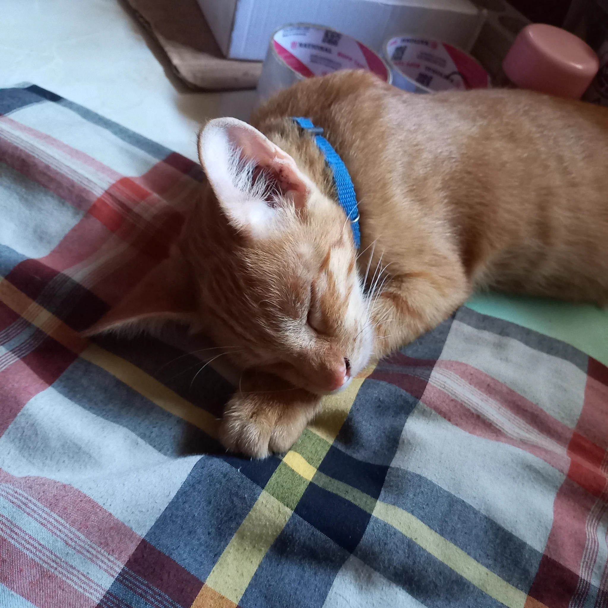 Heran punya kucing IKUT CAMPUR BANGET bongkar laptop ditemenin, pasang ...
