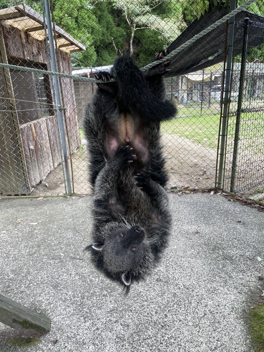 cuddlykouhou's tweet photo. 🥷忍者の様なピントくん
木登りは得意です

#ビントロング
#ピント
#阿蘇 #カドリードミニオン https://t.co/4fJUVi6lAp