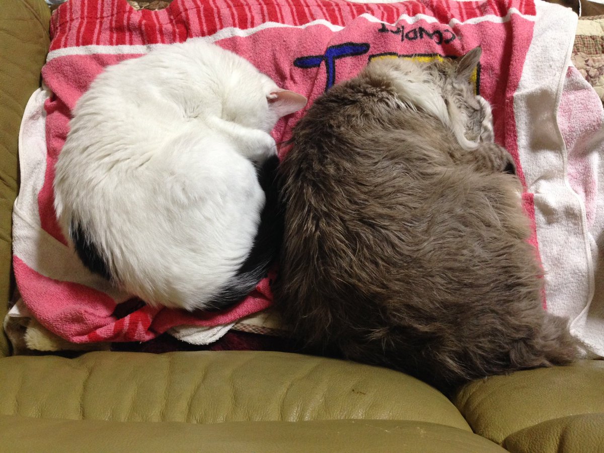 eiyou88paint's tweet photo. 実家の猫たち。かわいかろ🥰 https://t.co/PqrScT6kNo