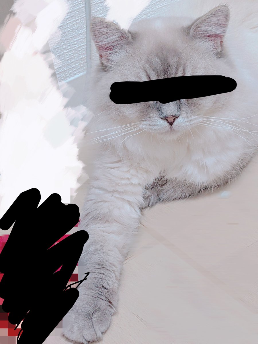pppppeach72's tweet photo. インスタで見てるいぬねこが立て続けて体調悪くしててょちは相変わらずうんこしてるし(元気)でぁーん😭
どっかからとってきたぉばさんの紐みたいなTバックで遊んでる https://t.co/OUkuf1fhSX