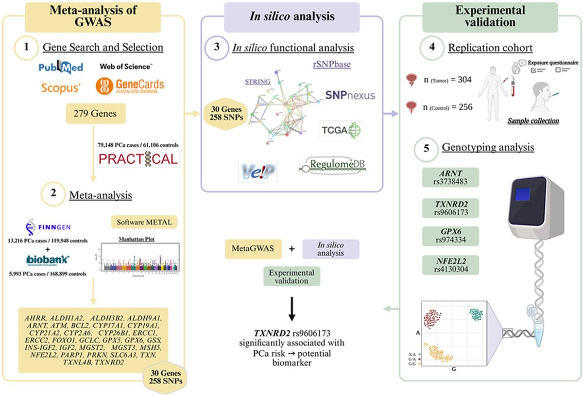 genyo_pts's tweet photo. "Genetic variation in oxidative stress and detoxification pathways associated with prostate cancer susceptibility: a pathway-based analysis"

More information: https://t.co/kLPfxfPIuG

@CanalUGR @UoBrisMedHums @ibsGRANADA @FacMedicinaUGR https://t.co/6U96PigMnH