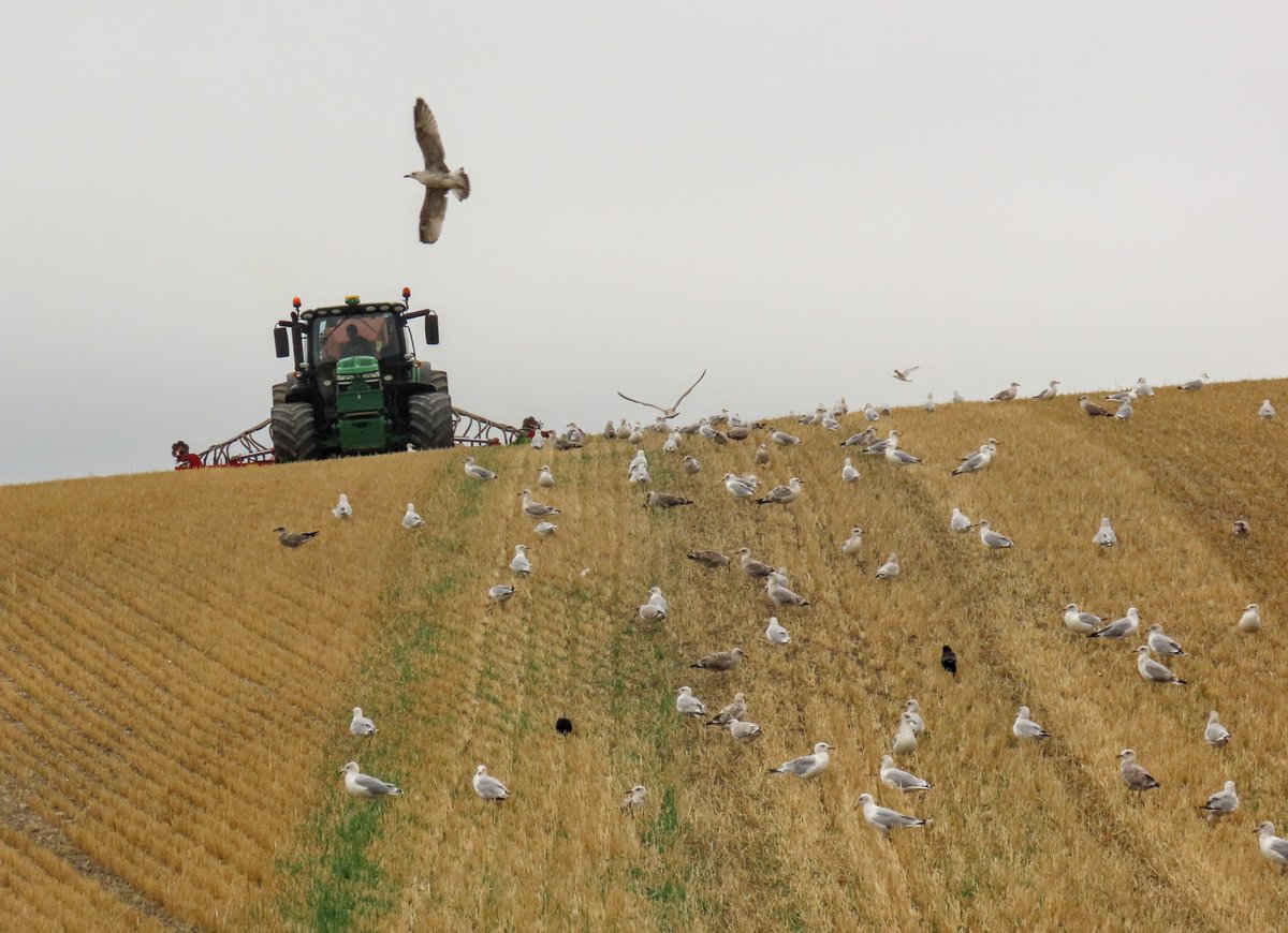 chrisbu03352910's tweet photo. #TractorTuesday
Harvesting the seagull crop...☺
📸 https://t.co/ETzL3Yq12M