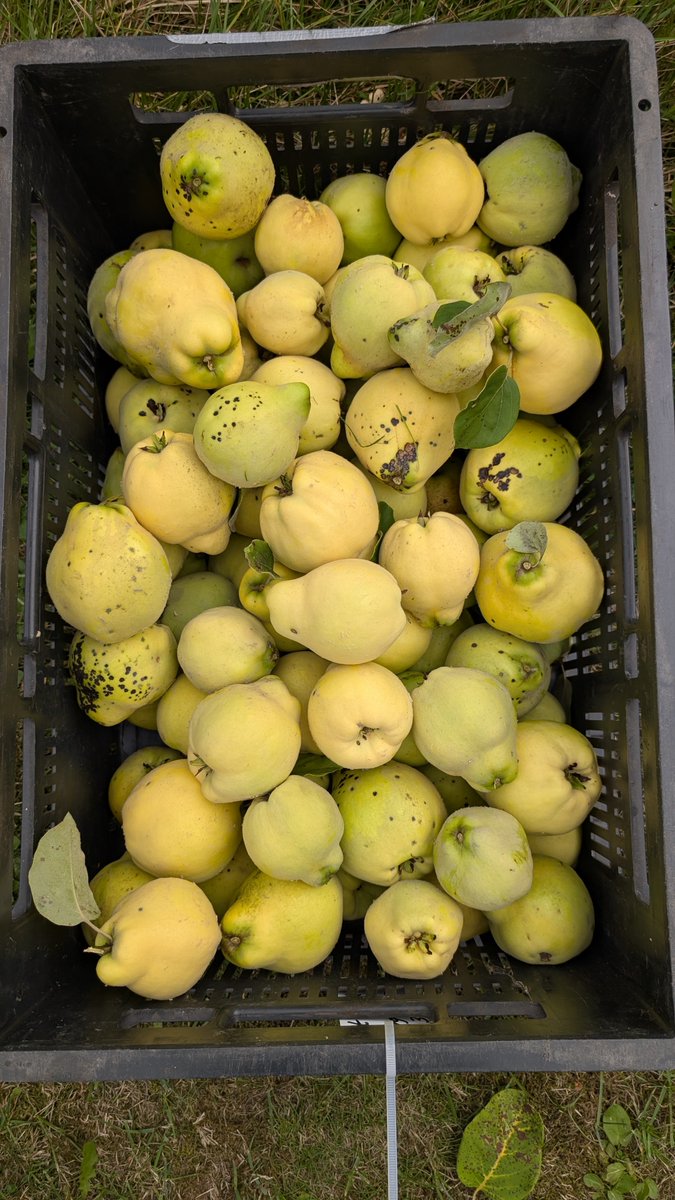 smeerlingantiek's tweet photo. #Natuur wat ben je mooi.
#Kweepeer, een hele kist vol.
Voor jam of perenmoes.
Ook deze is mooi rose kokend. https://t.co/IFLPkbOe8G