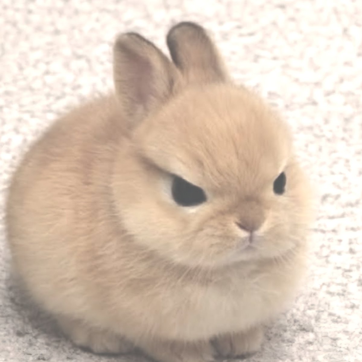 ratademente's tweet photo. omg ella es literal un conejito 🥺 https://t.co/4MPTcdH1Gs