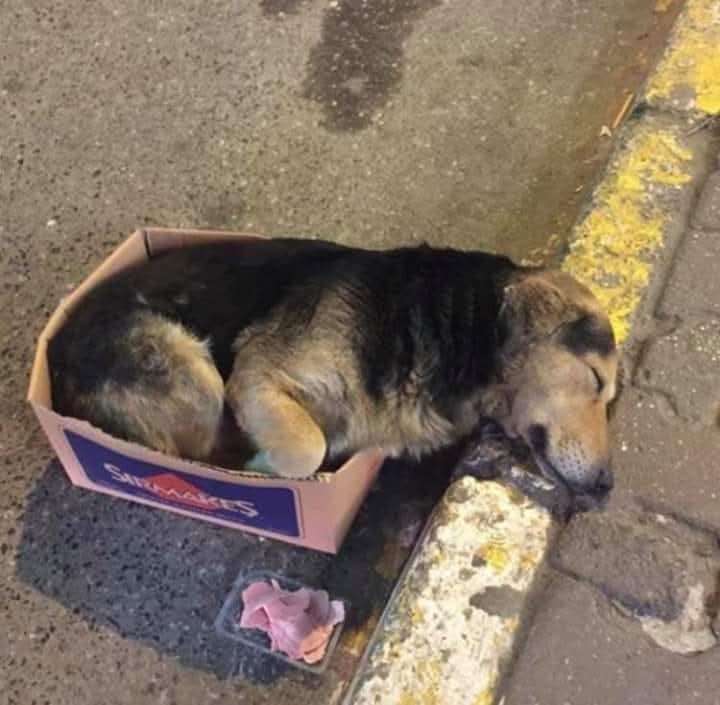 AliSere20's tweet photo. Koskoca dünyaya, bi onları sığdıramadık gitti 😥😥
Yazıklar olsun bize !!!! https://t.co/BXuh6e6OtF