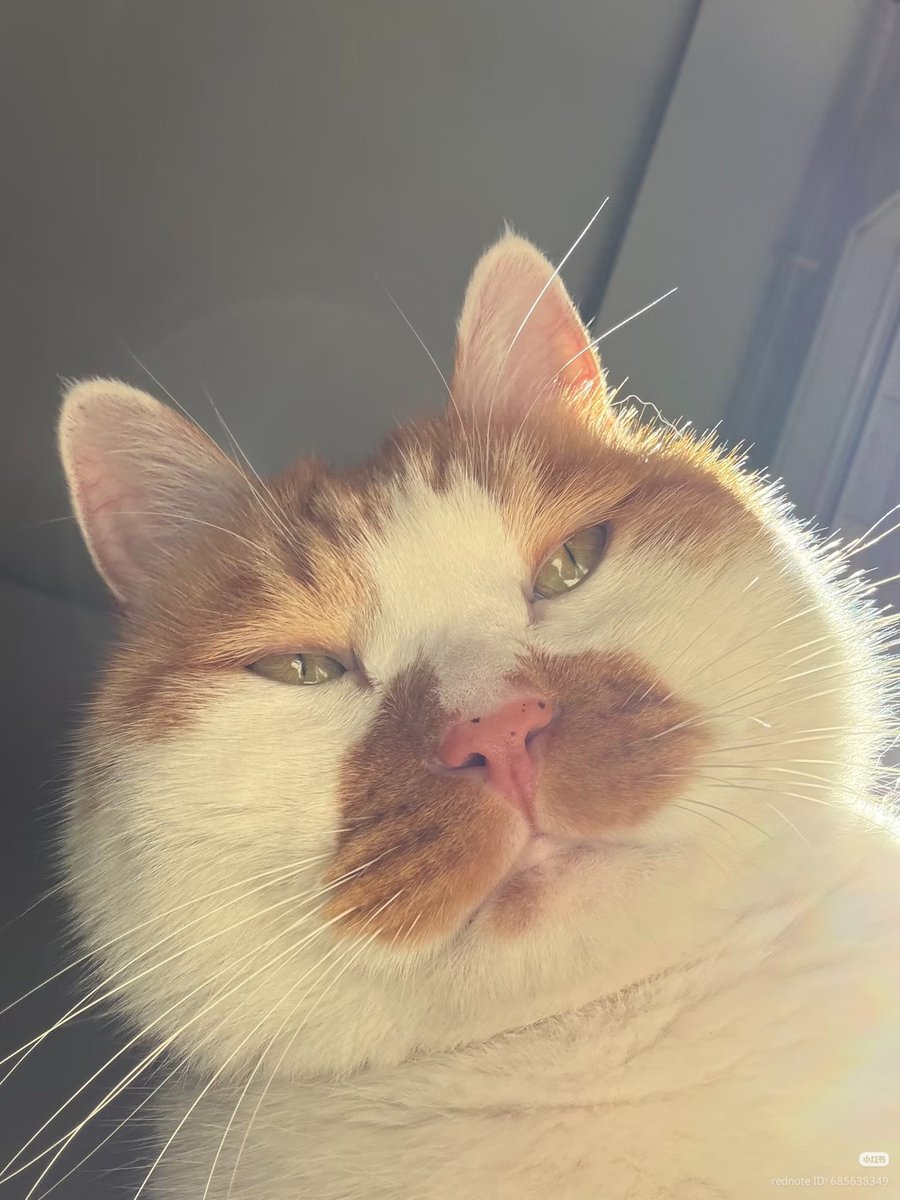 nocontextscats's tweet photo. https://t.co/oYd8OhCPW3